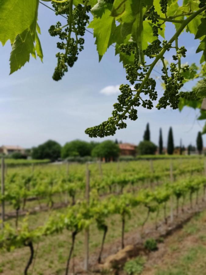 Agriturismo La Vigna Colà エクステリア 写真